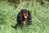 CAVALIER KING CHARLES 682